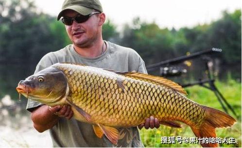 亚洲鲤鱼吓人视频