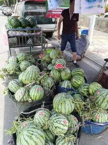 临沂吃瓜网红事件,揭秘网络舆论的风暴与真相